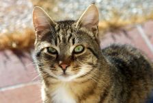 1024px-A-Cat.jpg